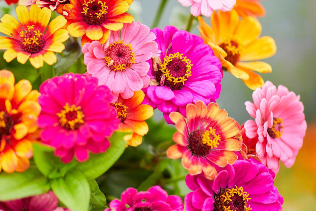 Carrousel Mixed Zinnia Seeds – 100+ Heirloom Seeds, Fully Double Blooms, Pollinator & Cut Flower Garden