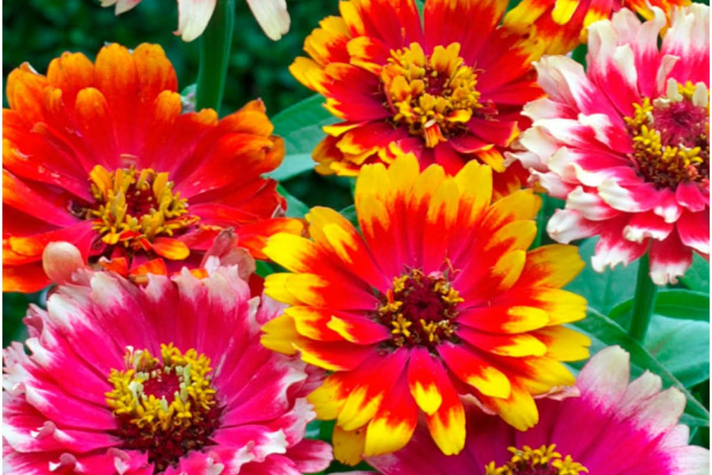 Carrousel Mixed Zinnia Seeds – 100+ Heirloom Seeds, Fully Double Blooms, Pollinator & Cut Flower Garden