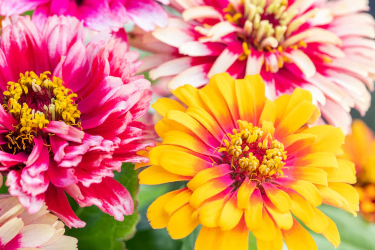 Carrousel Mixed Zinnia Seeds – 100+ Heirloom Seeds, Fully Double Blooms, Pollinator & Cut Flower Garden