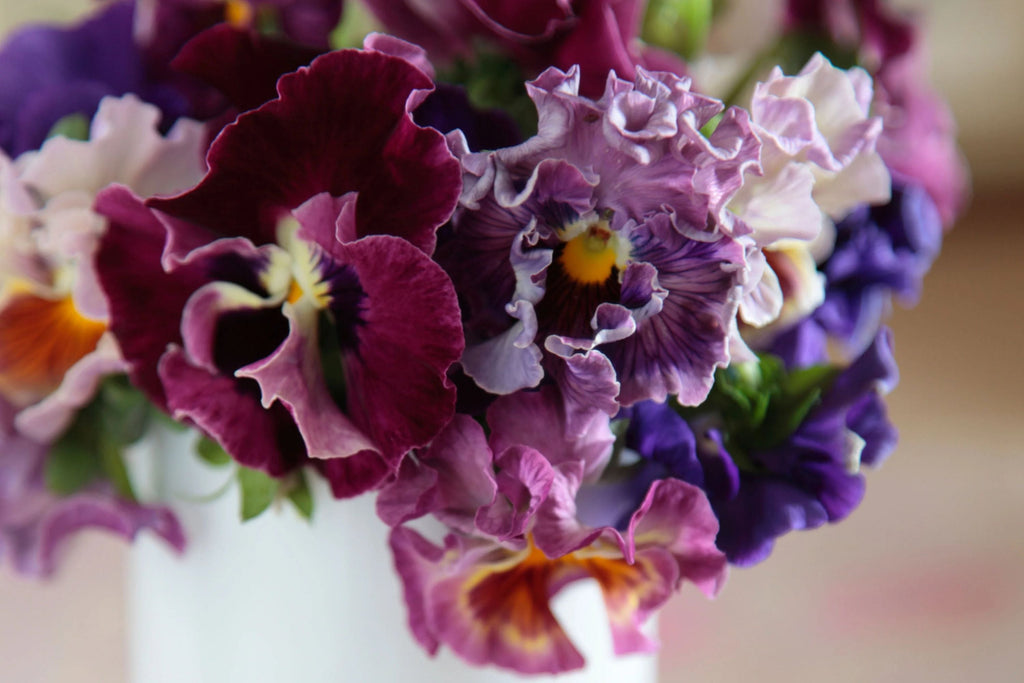 Moulin Rouge Mix Pansy Seeds – 200+ Violas | Violas wittrockiana