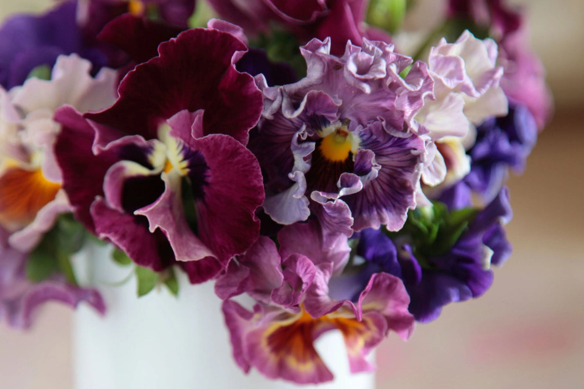 Moulin Rouge Mix Pansy Seeds – 200+ Violas | Violas wittrockiana