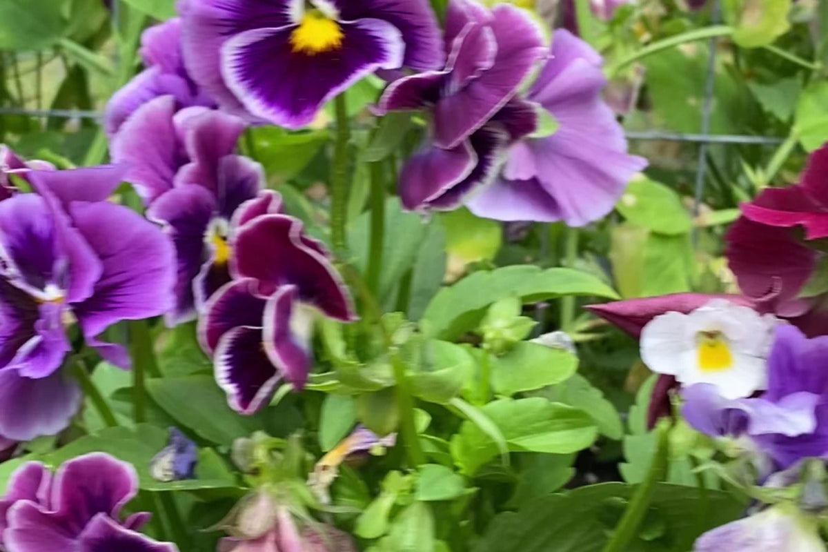 Moulin Rouge Mix Pansy Seeds – 200+ Violas | Violas wittrockiana