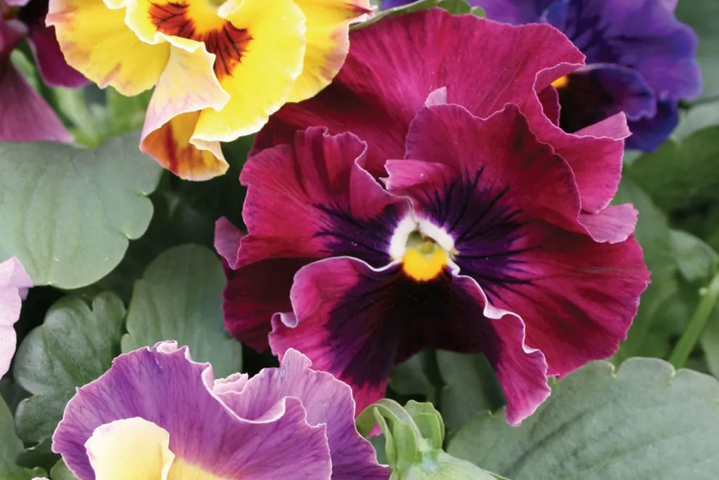 Moulin Rouge Mix Pansy Seeds – 200+ Violas | Violas wittrockiana