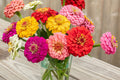 Oklahoma Mix Zinnia Seeds – 100+ Heirloom Zinnia elegans, Double Blooms, Cut Flower & Pollinator Garden