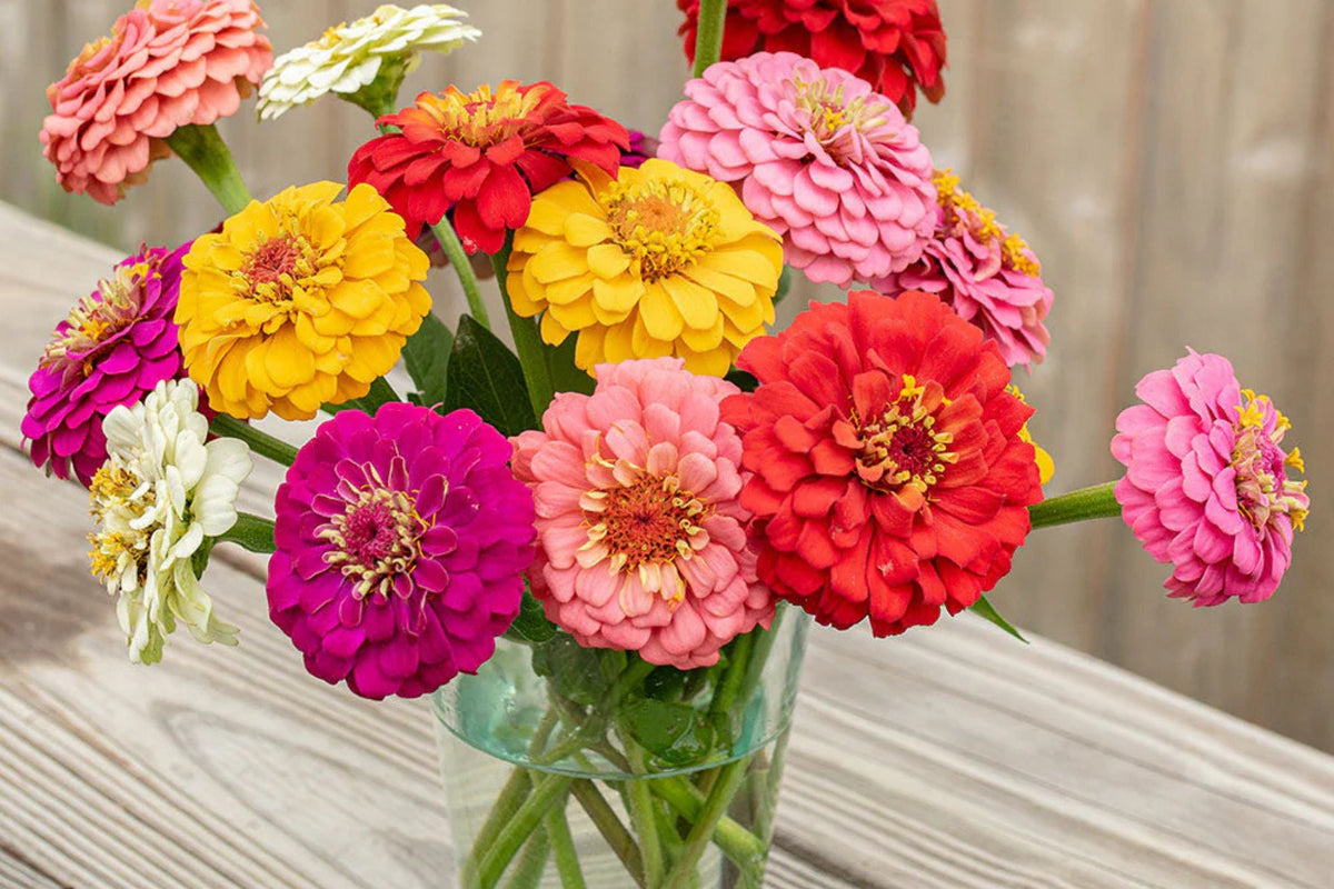 Oklahoma Mix Zinnia Seeds – 100+ Heirloom Zinnia elegans, Double Blooms, Cut Flower & Pollinator Garden
