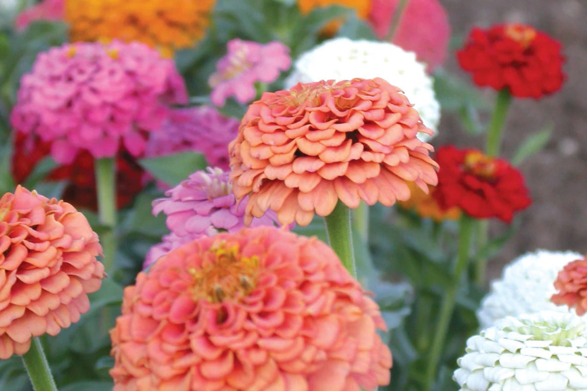 Oklahoma Mix Zinnia Seeds – 100+ Heirloom Zinnia elegans, Double Blooms, Cut Flower & Pollinator Garden