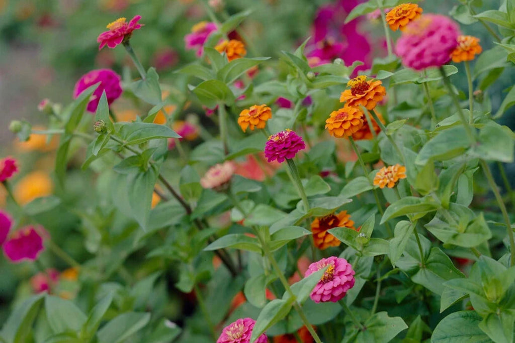 Oklahoma Mix Zinnia Seeds – 100+ Heirloom Zinnia elegans, Double Blooms, Cut Flower & Pollinator Garden