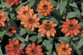 Profusion Apricot Zinnia Seeds - 100 Heirloom Seeds, Drought-Tolerant, Pollinator & Cut Flower Garden