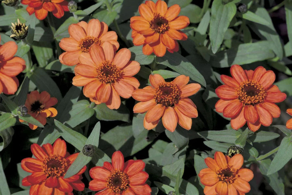 Profusion Apricot Zinnia Seeds - 100 Heirloom Seeds, Drought-Tolerant, Pollinator & Cut Flower Garden
