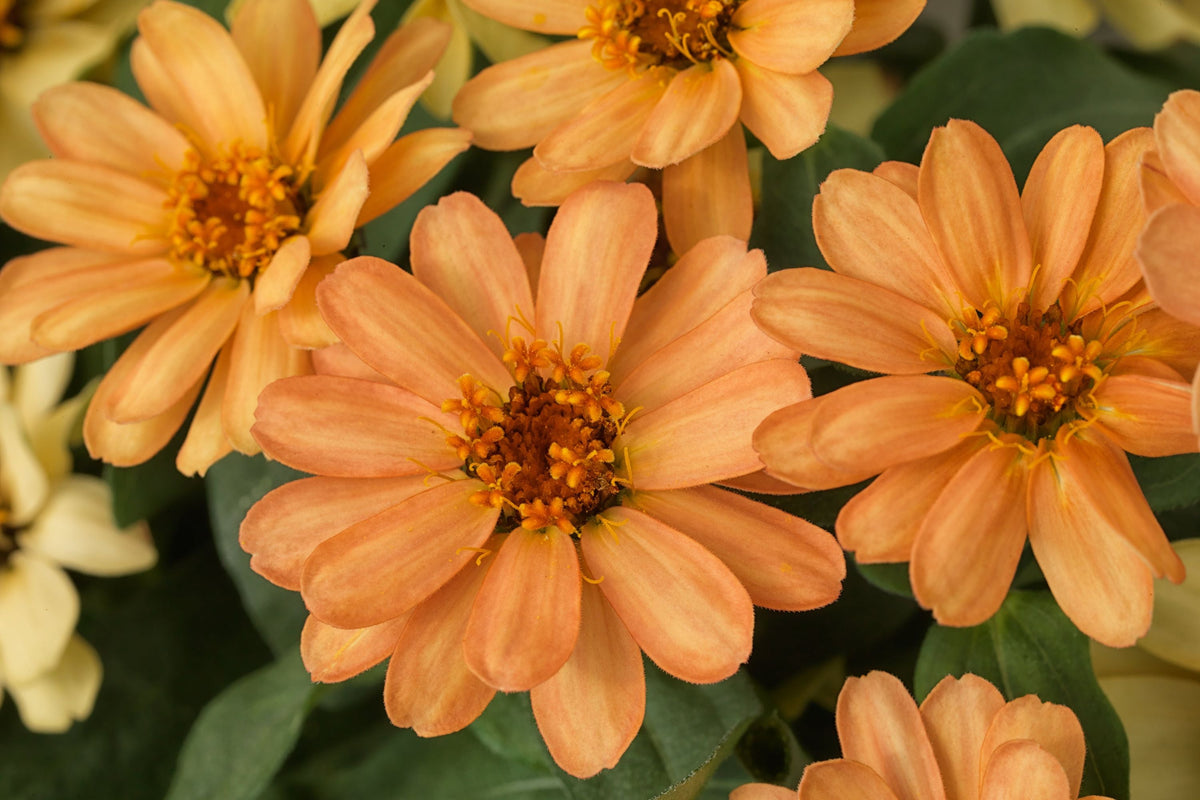 Profusion Apricot Zinnia Seeds - 100 Heirloom Seeds, Drought-Tolerant, Pollinator & Cut Flower Garden