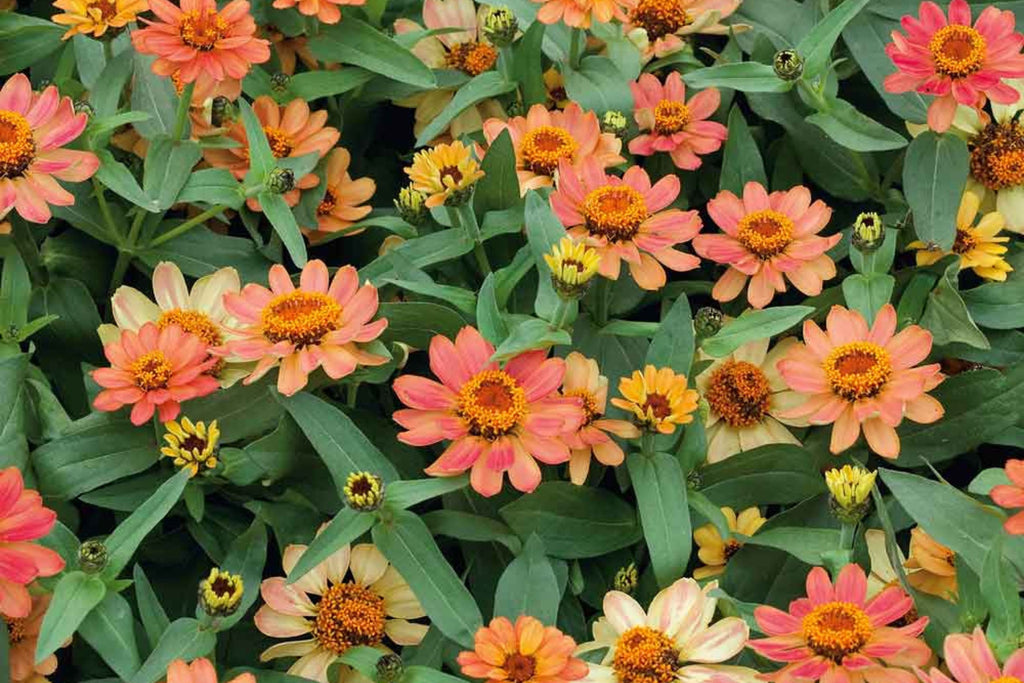 Profusion Apricot Zinnia Seeds - 100 Heirloom Seeds, Drought-Tolerant, Pollinator & Cut Flower Garden