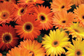 Majorette Gerbera Daisy Seeds – 200+ Premium Seeds for Dwarf 10-12" Containers
