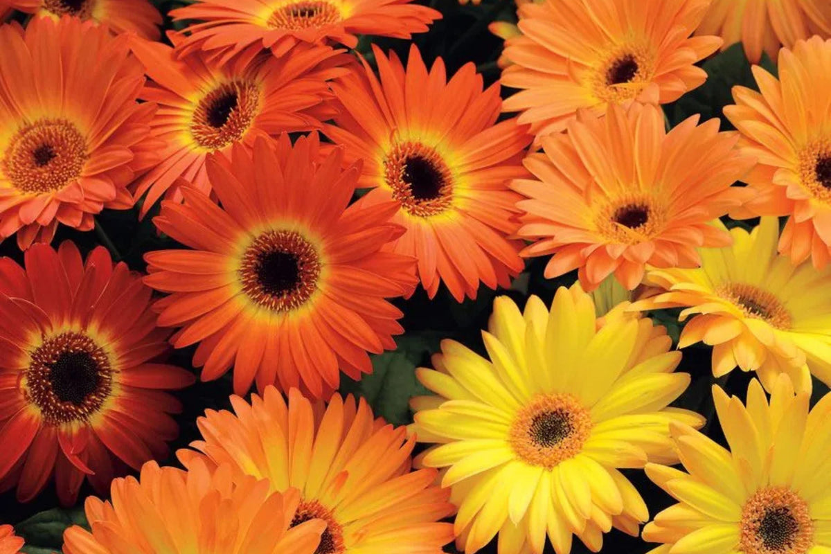 Majorette Gerbera Daisy Seeds – 200+ Premium Seeds for Dwarf 10-12" Containers
