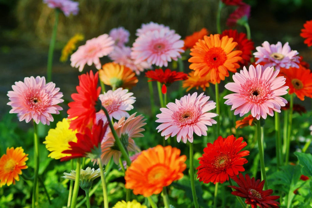 Majorette Gerbera Daisy Seeds – 200+ Premium Seeds for Dwarf 10-12" Containers