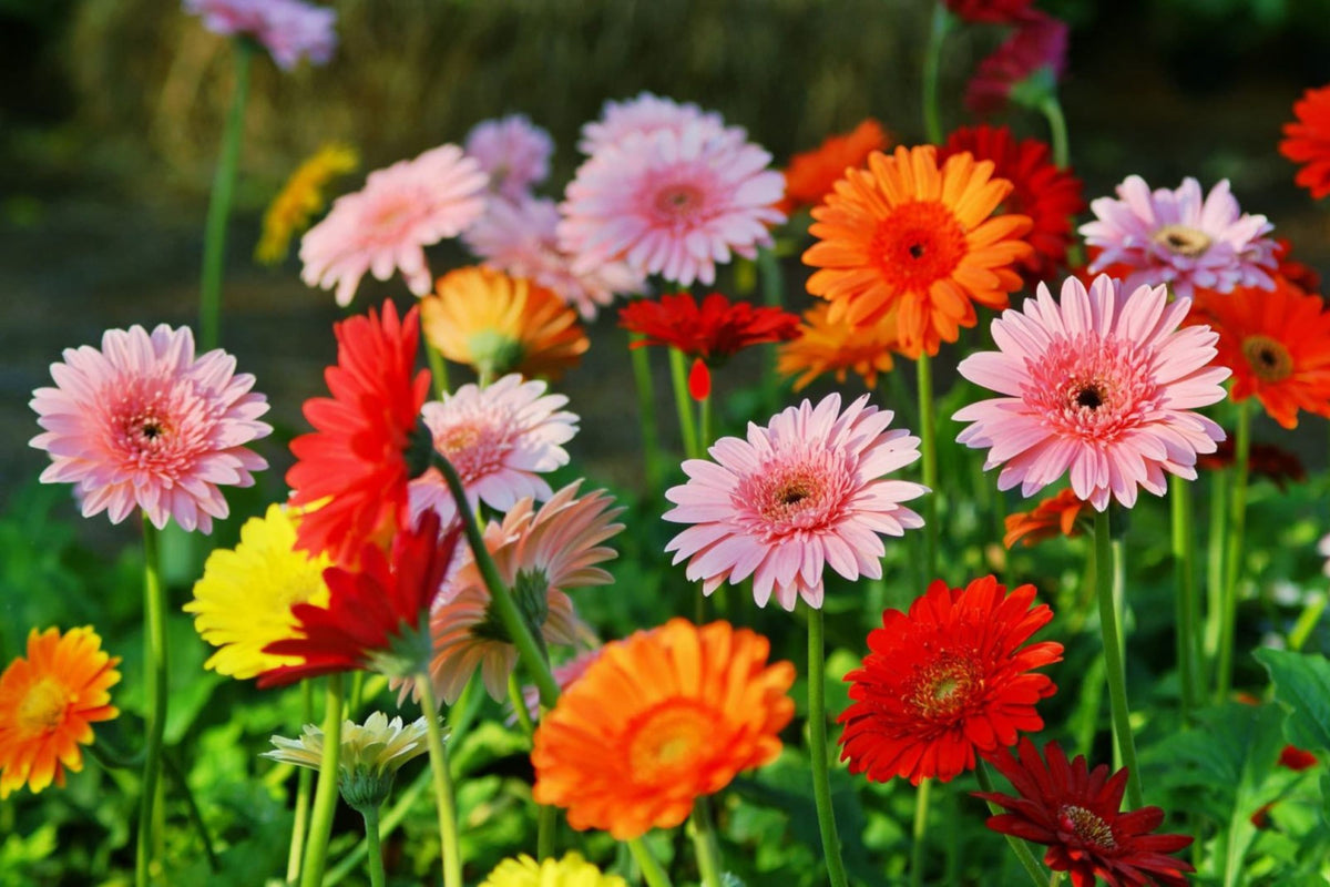 Majorette Gerbera Daisy Seeds – 200+ Premium Seeds for Dwarf 10-12" Containers
