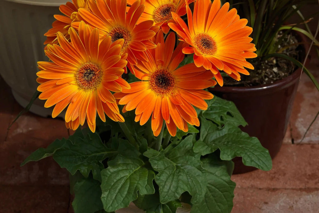 Majorette Gerbera Daisy Seeds – 200+ Premium Seeds for Dwarf 10-12" Containers