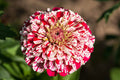 Bon Bon Mix Zinnia Seeds – 100+ Dwarf Zinnia Seeds for 8-12" Plants, Pom-Pom Blooms