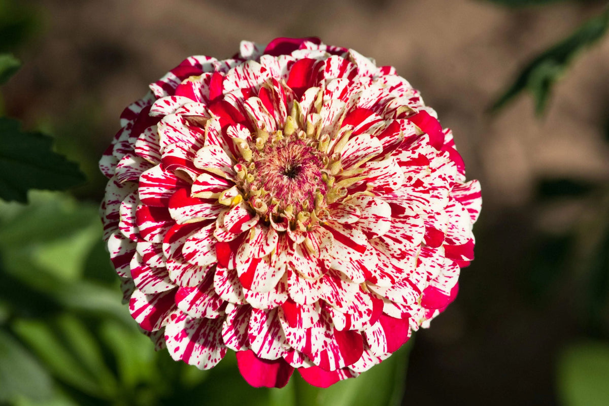 Bon Bon Mix Zinnia Seeds – 100+ Dwarf Zinnia Seeds for 8-12" Plants, Pom-Pom Blooms