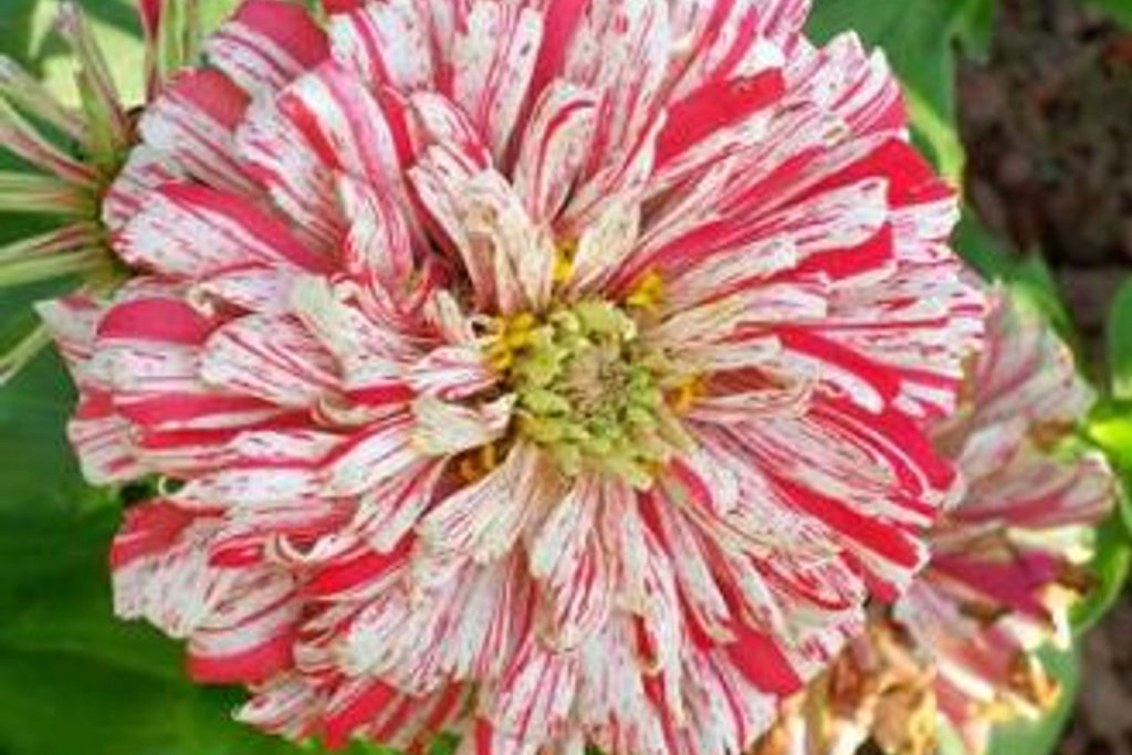 Bon Bon Mix Zinnia Seeds – 100+ Dwarf Zinnia Seeds for 8-12" Plants, Pom-Pom Blooms