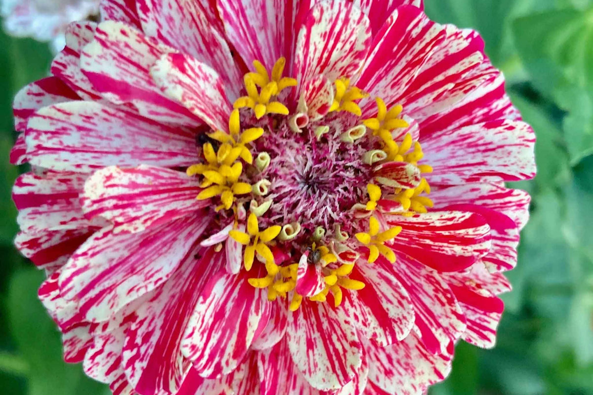 Bon Bon Mix Zinnia Seeds – 100+ Dwarf Zinnia Seeds for 8-12" Plants, Pom-Pom Blooms