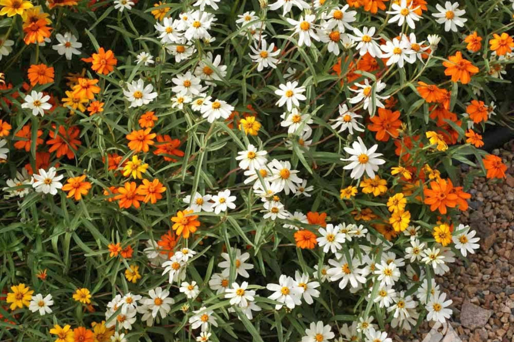 Linearis Mix Zinnia Seeds - 100+ Linearis Zinnia Seeds, Star-Shaped Blooms, Pollinator & Cut Flower Garden