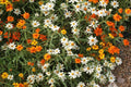 Linearis Mix Zinnia Seeds - 100+ Linearis Zinnia Seeds, Star-Shaped Blooms, Pollinator & Cut Flower Garden