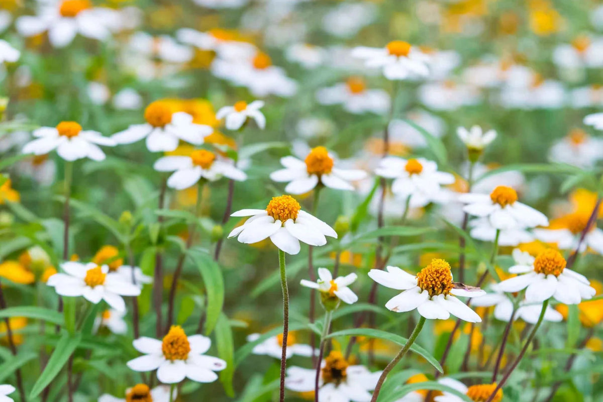 Linearis Mix Zinnia Seeds - 100+ Linearis Zinnia Seeds, Star-Shaped Blooms, Pollinator & Cut Flower Garden