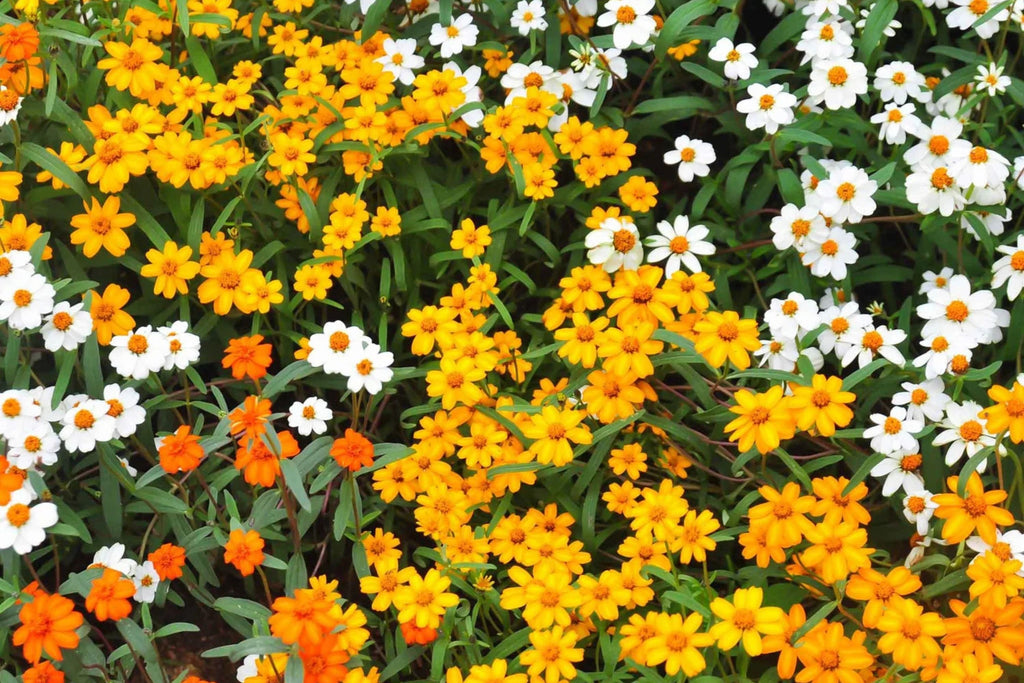 Linearis Mix Zinnia Seeds - 100+ Linearis Zinnia Seeds, Star-Shaped Blooms, Pollinator & Cut Flower Garden
