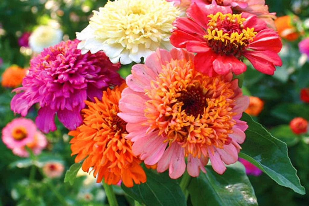 Scabiosa Flowered Zinnia Seeds - 100+ Premium Seeds, Double-Petaled Zinnia (Zinnia elegans) for Cut Flowers & Pollinator Gardens