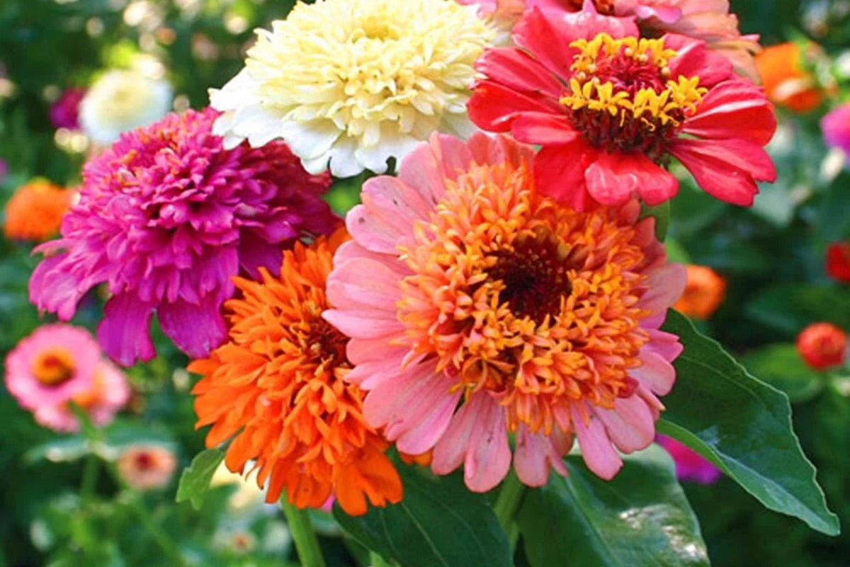 Scabiosa Flowered Zinnia Seeds - 100+ Premium Seeds, Double-Petaled Zinnia (Zinnia elegans) for Cut Flowers & Pollinator Gardens