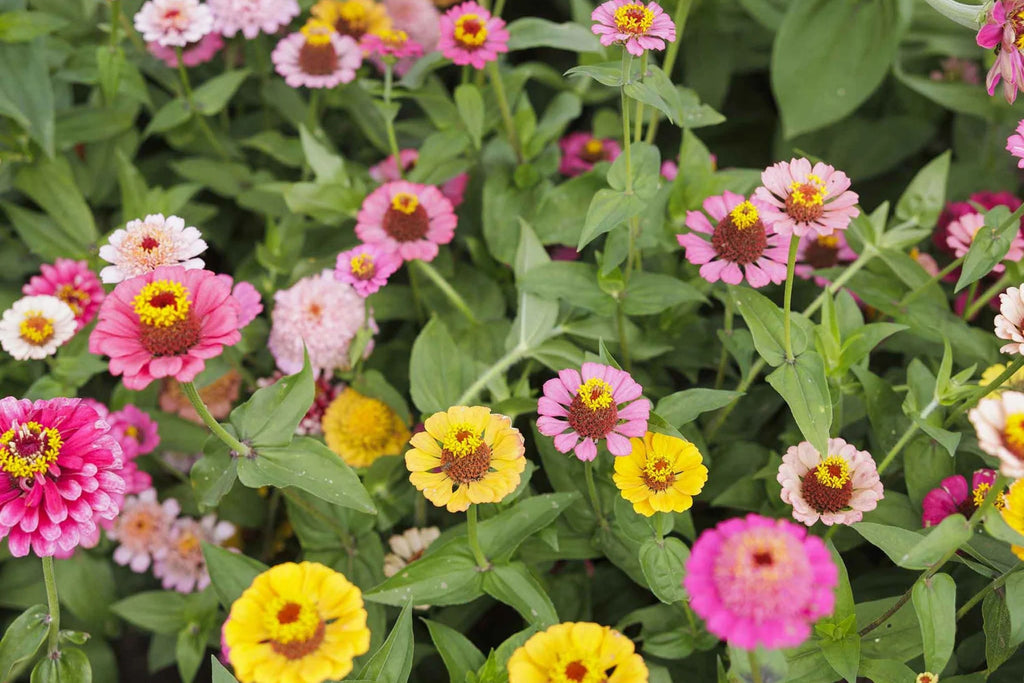 Scabiosa Flowered Zinnia Seeds - 100+ Premium Seeds, Double-Petaled Zinnia (Zinnia elegans) for Cut Flowers & Pollinator Gardens