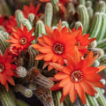 Echinopsis chamaecereus Cuttings (Peanut Cactus) – 5 Unrooted, Bright Orange Bloom