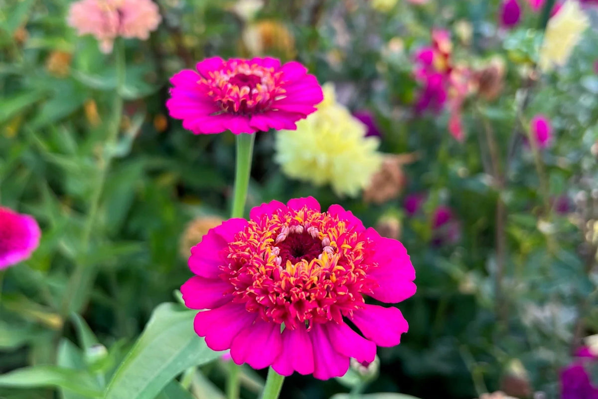 Scabiosa Flowered Zinnia Seeds - 100+ Premium Seeds, Double-Petaled Zinnia (Zinnia elegans) for Cut Flowers & Pollinator Gardens