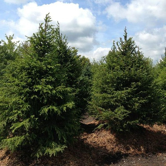 Norway Spruce Seedling (Picea abies) – Bare Root 6–12 Inches