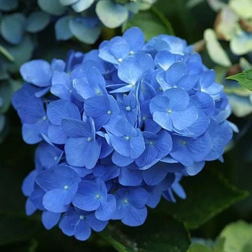 Blue Hydrangea Bushes - 2 Live Bareroot Plants, 18