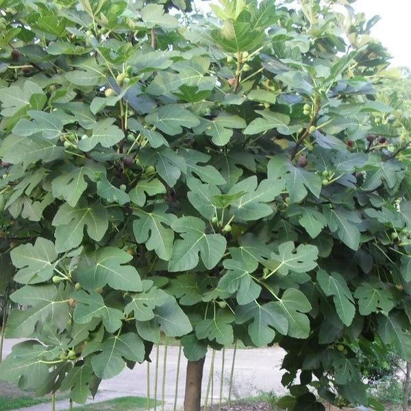 Fresh Organic Fig Tree Cuttings (5 x 8") - Unrooted, Fruiting Variety for Propagation