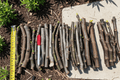 Angelito Fig Unrooted Hardwood Cuttings (Ficus carica) – 6–8 in, 2 Cuttings