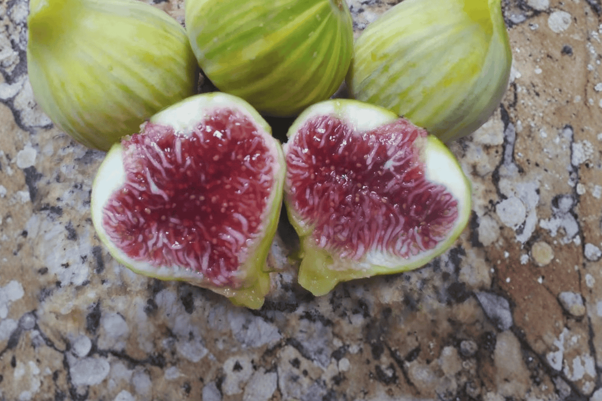 Mark Marseilles Fig Unrooted Hardwood Cuttings – 6–8 in, 2 Pieces (Ficus carica)