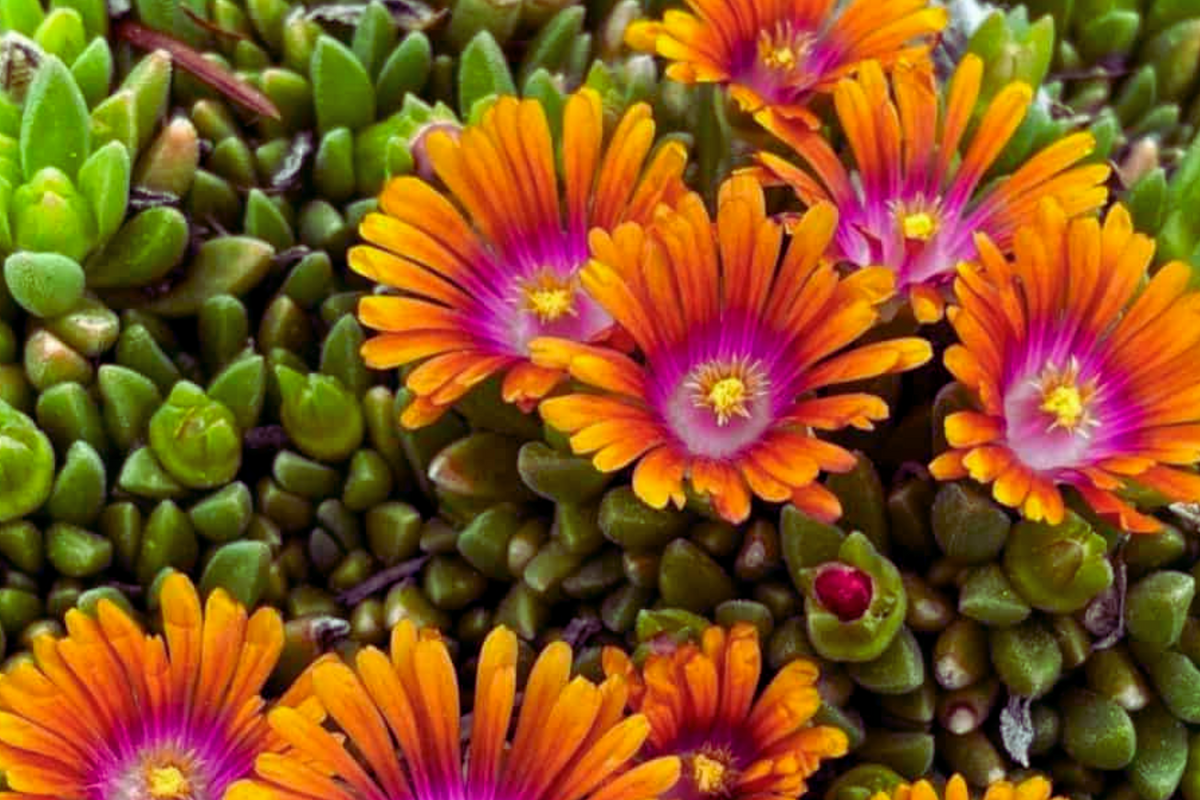 Ice Plant Mix Seeds - 400 Seeds - Mesembryanthemum Ground Cover - Drought-Tolerant Flower Mix