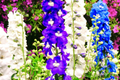 80 PCS Dwarf Hyacinth Ajacis Larkspur Seeds - Mixed Colors, Early Blooming Annual