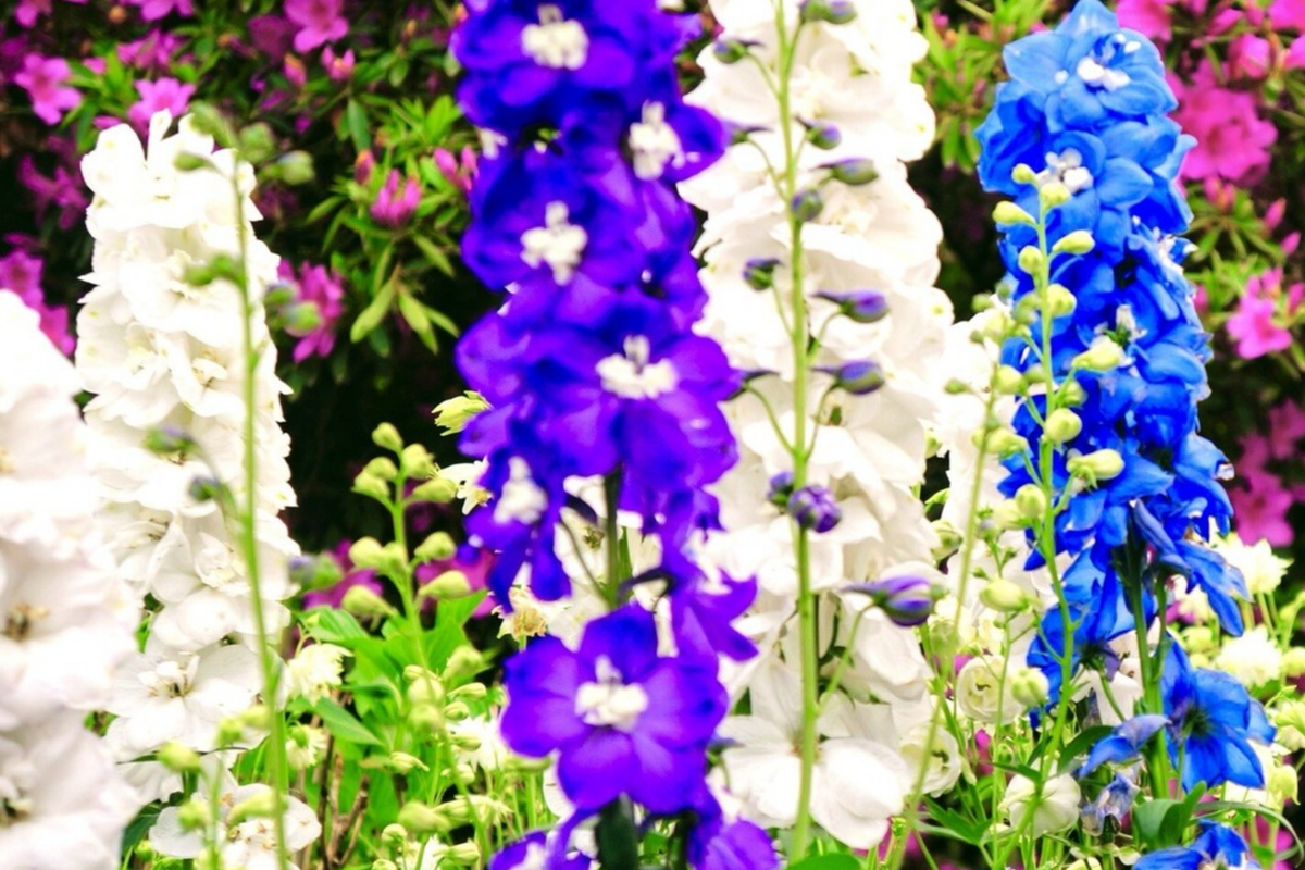 80 PCS Dwarf Hyacinth Ajacis Larkspur Seeds - Mixed Colors, Early Blooming Annual