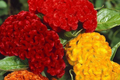 Green Cockscomb Seeds (Celosia Cristata) - 30 Seeds, Full Sun, Zones 3-10