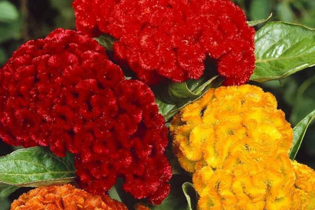 Green Cockscomb Seeds (Celosia Cristata) - 30 Seeds, Full Sun, Zones 3-10