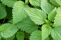 Stinging Nettle Seeds - Urtica Dioica (200 Seeds) Perennial Herb