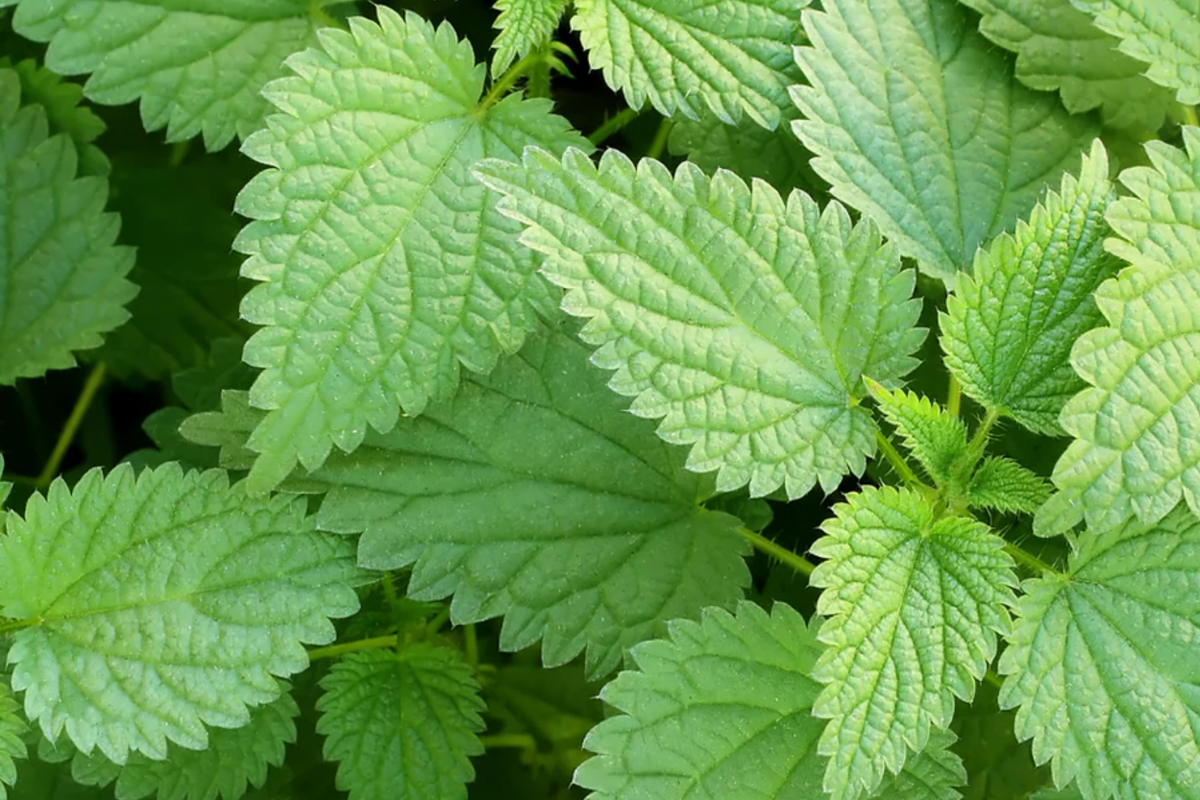 Stinging Nettle Seeds - Urtica Dioica (200 Seeds) Perennial Herb