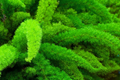 Asparagus Foxtail Fern Seeds (6 PCS) - Asparagus Densiflorus Sprengeri, Drought-Tolerant