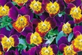 Miniola Purple Heart Viola Seeds - 50 Seeds, Bi-Color, Fragrant, Partial Shade