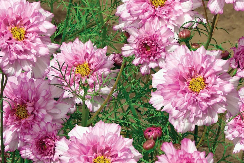 Double Click Bicolor Rose Cosmos Seeds – 200+ Heirloom Cosmos bipinnatus Seeds for Sun Gardens