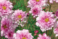 Double Click Bicolor Rose Cosmos Seeds – 200+ Heirloom Cosmos bipinnatus Seeds for Sun Gardens