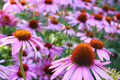 Echinacea Seeds - Purple Coneflower (200 Seeds)